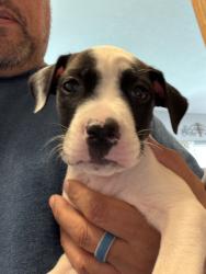 Found/Stray Male Dog last seen 119th and S May, Oklahoma City, OK 73170