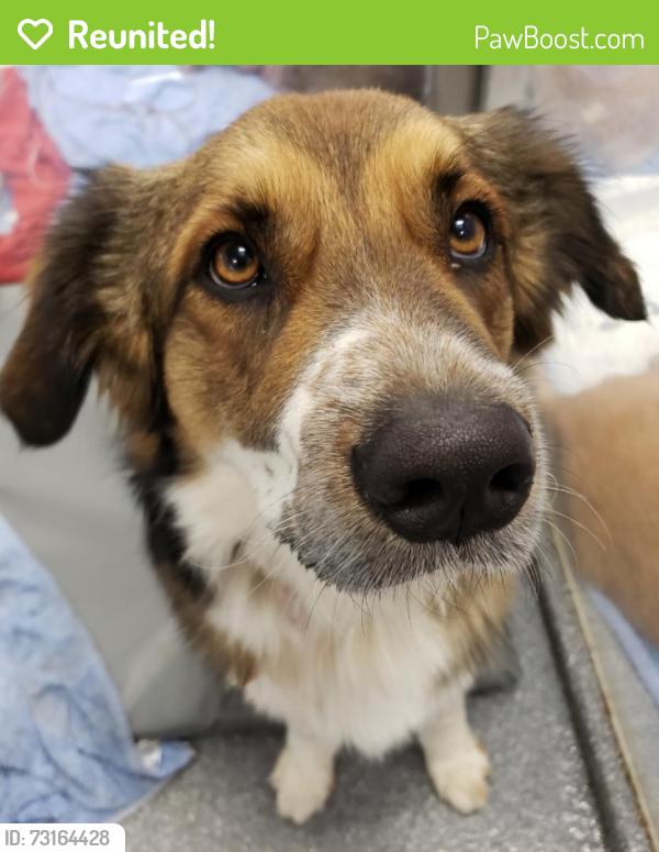 Reunited Male Dog last seen NW 12th and Ross Ave, Oklahoma City, OK 73107