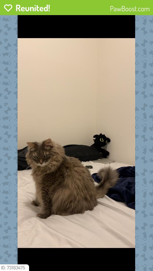 Reunited Female Cat last seen McLaughlin and Mayfield, Caledon, ON L7C 4M2