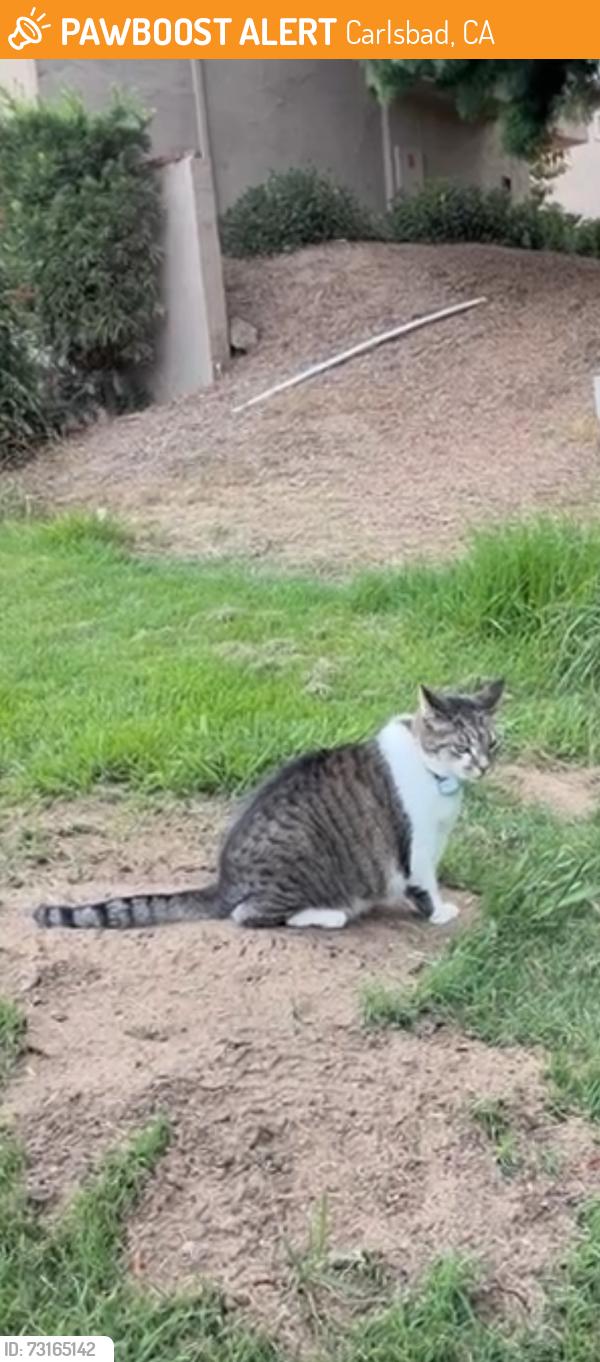 Found/Stray Unknown Cat last seen Navarra drive, Carlsbad, CA 92009