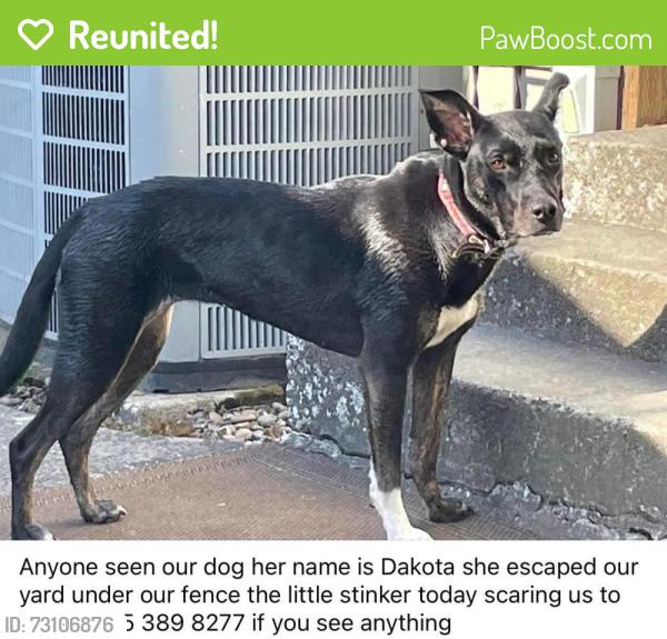 Reunited Female Dog last seen Near pacific Ave tacoma was 98408, Tacoma, WA 98408