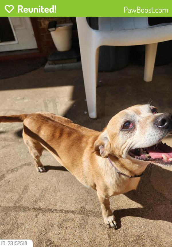 Reunited Female Dog last seen 34th St & University, Lubbock, TX 79410