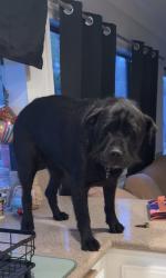 Reunited Female Dog last seen Near Springwood Ln, Encinitas, CA 92024, USA, Encinitas, CA 92024