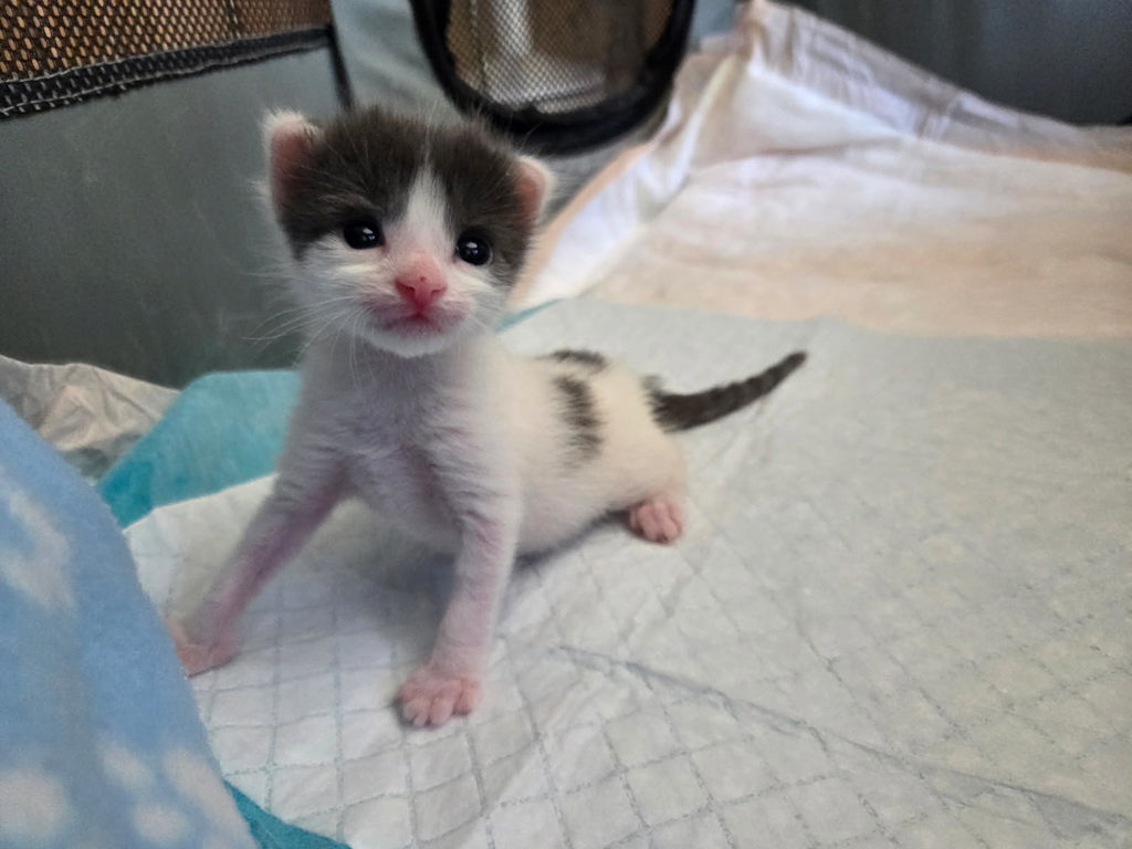 Shelter Stray Male Cat last seen Near Peter Pan Avenue, San Diego, CA, 92114, 5500 Gaines St, San Diego, CA 92110, USA