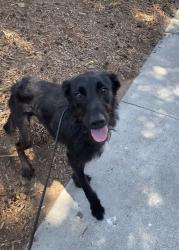 Shelter Stray Male Dog last seen Near Balboa Drive, San Diego, CA, 92103, 5500 Gaines St, San Diego, CA 92110, USA