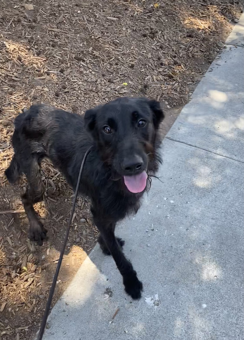Shelter Stray Male Dog last seen Near Balboa Drive, San Diego, CA, 92103, 5500 Gaines St, San Diego, CA 92110, USA