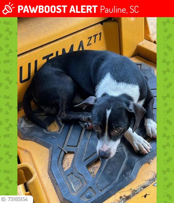 Lost Male Dog last seen Shiloh Church Road, Pauline, SC 29374