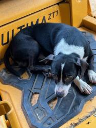Lost Male Dog last seen Shiloh Church Road, Pauline, SC 29374