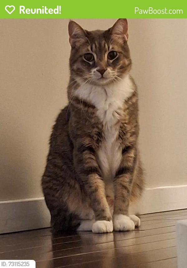 Reunited Male Cat last seen Wayota and Mc Means, Winnipeg, MB 