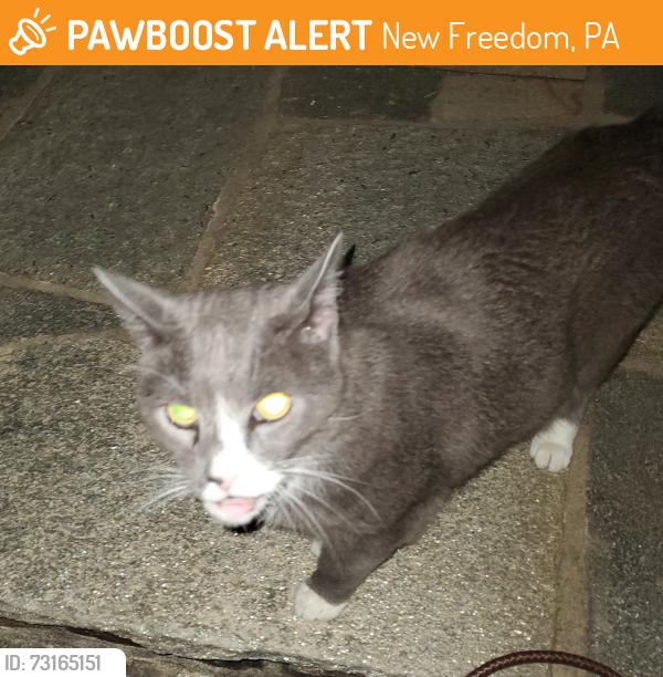 Found/Stray Male Cat last seen Across from the Heritage Rail train station, New Freedom, PA 17349
