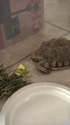 Found/Stray Unknown Other last seen Near Pellisier Rd. Whittier CA, Whittier, CA 90601