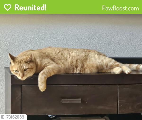 Reunited Male Cat last seen at home, San Ramon, CA 94583