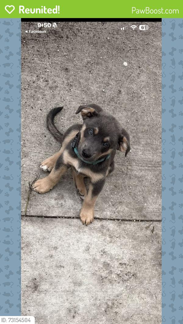 Reunited Male Dog last seen Elmwood road and gateway, Winnipeg, MB R2L 0R5