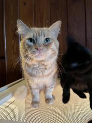 Lost Male Cat last seen Near arbuckle creek rd, Sebring, FL 33870