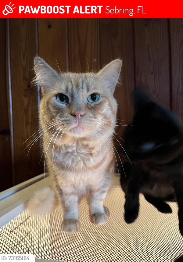 Lost Male Cat last seen Near arbuckle creek rd, Sebring, FL 33870