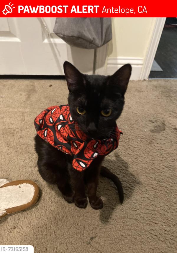 Lost Female Cat last seen Elverta & antelope park way, Antelope, CA 95843