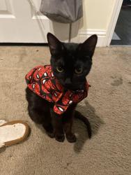 Lost Female Cat last seen Elverta & antelope park way, Antelope, CA 95843