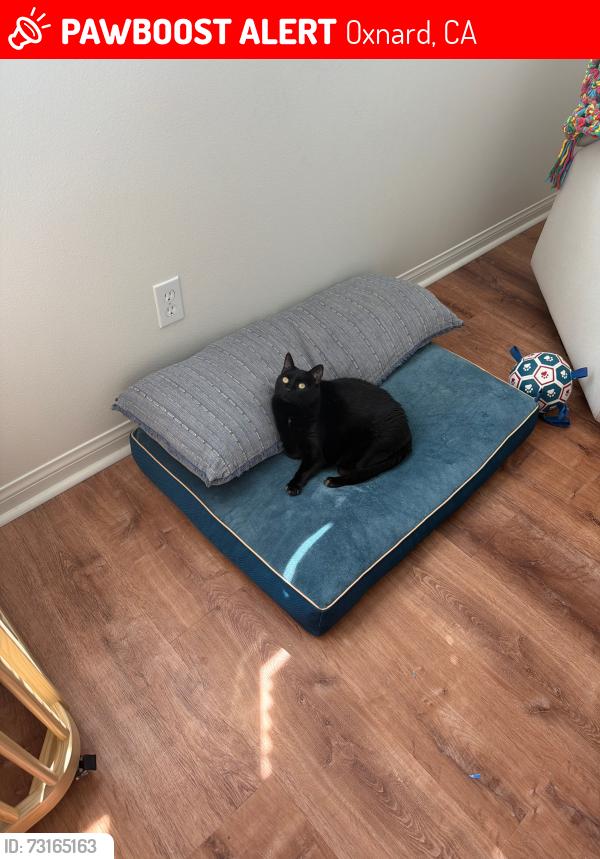Lost Female Cat last seen N Oxnard and Green River, Oxnard, CA 93036