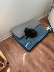 Lost Female Cat last seen N Oxnard and Green River, Oxnard, CA 93036