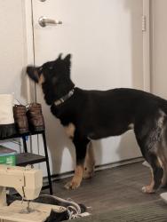 Found/Stray Female Dog last seen North 67th Ave/ W Olive Ave, Glendale, AZ 85302