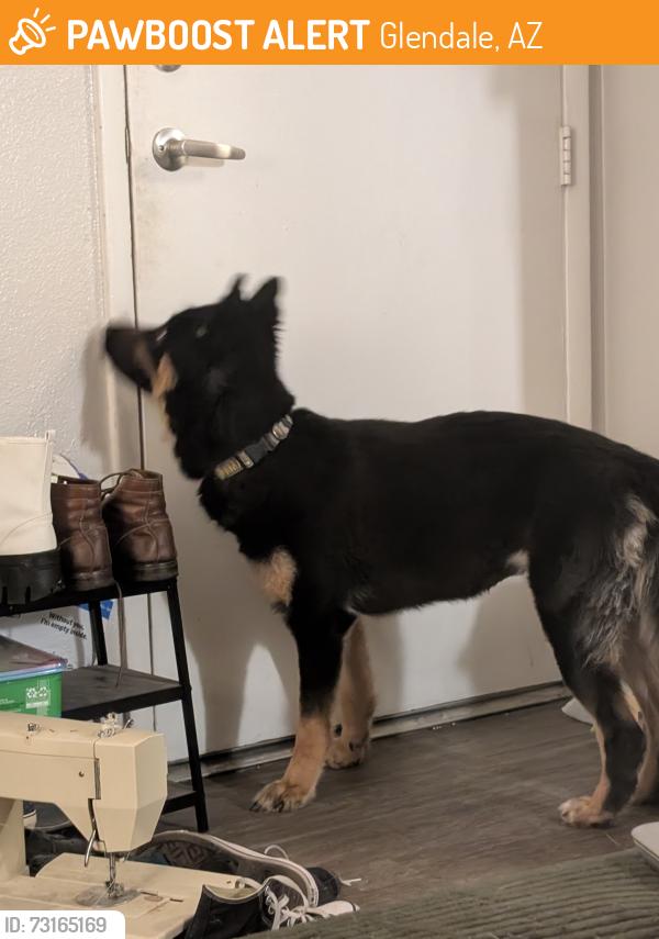 Found/Stray Female Dog last seen North 67th Ave/ W Olive Ave, Glendale, AZ 85302