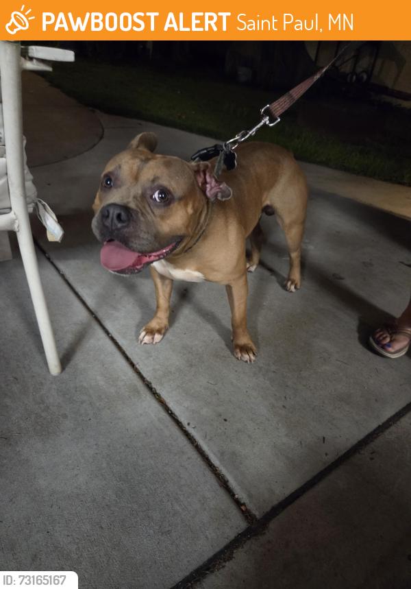 Found/Stray Male Dog last seen Birmingham & ivy, Saint Paul, MN 55106