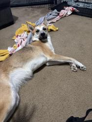 Lost Female Dog last seen Golden Valley High School, Bakersfield, CA 93307