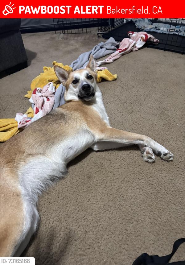Lost Female Dog last seen Golden Valley High School, Bakersfield, CA 93307