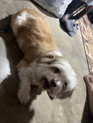 Found/Stray Male Dog last seen Lbj elementry school, Odessa, TX 79762