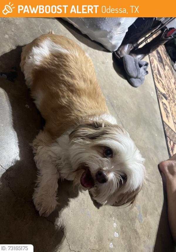 Found/Stray Male Dog last seen Lbj elementry school, Odessa, TX 79762