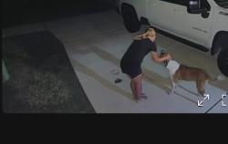 Found/Stray Male Dog last seen Seen near the golf course and wandering throughout MDL, San Antonio, TX 78221
