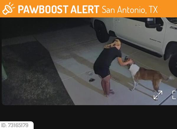 Found/Stray Male Dog last seen Seen near the golf course and wandering throughout MDL, San Antonio, TX 78221