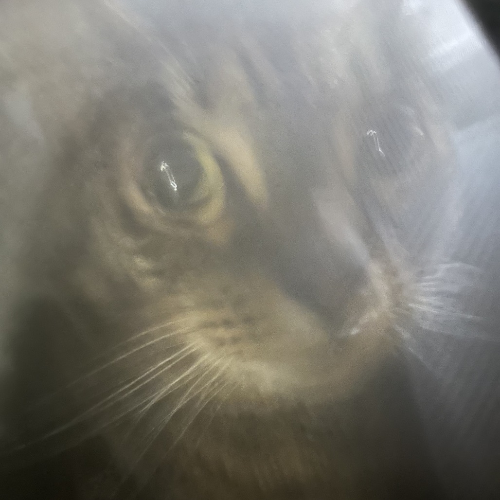Shelter Stray Female Cat last seen , 980 Guilford College Rd, Greensboro, NC 27409, USA
