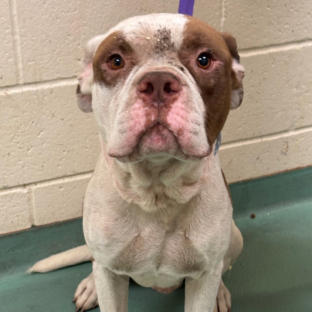 Shelter Stray Male Dog last seen , 2350 Appling City Cove, Memphis, TN 38133, USA