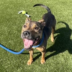 Shelter Stray Female Dog last seen , Animal Care & Control Team of Philly, 111 W Hunting Park Ave, Philadelphia, PA 19140, USA