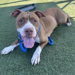 Shelter Stray Female Dog last seen , Animal Care & Control Team of Philly, 111 W Hunting Park Ave, Philadelphia, PA 19140, USA