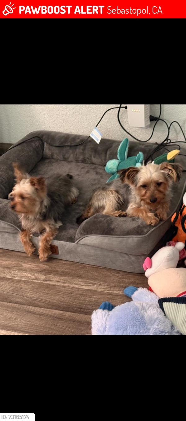 Lost Female Dog last seen next to bloomfield rd, Sebastopol, CA 95472