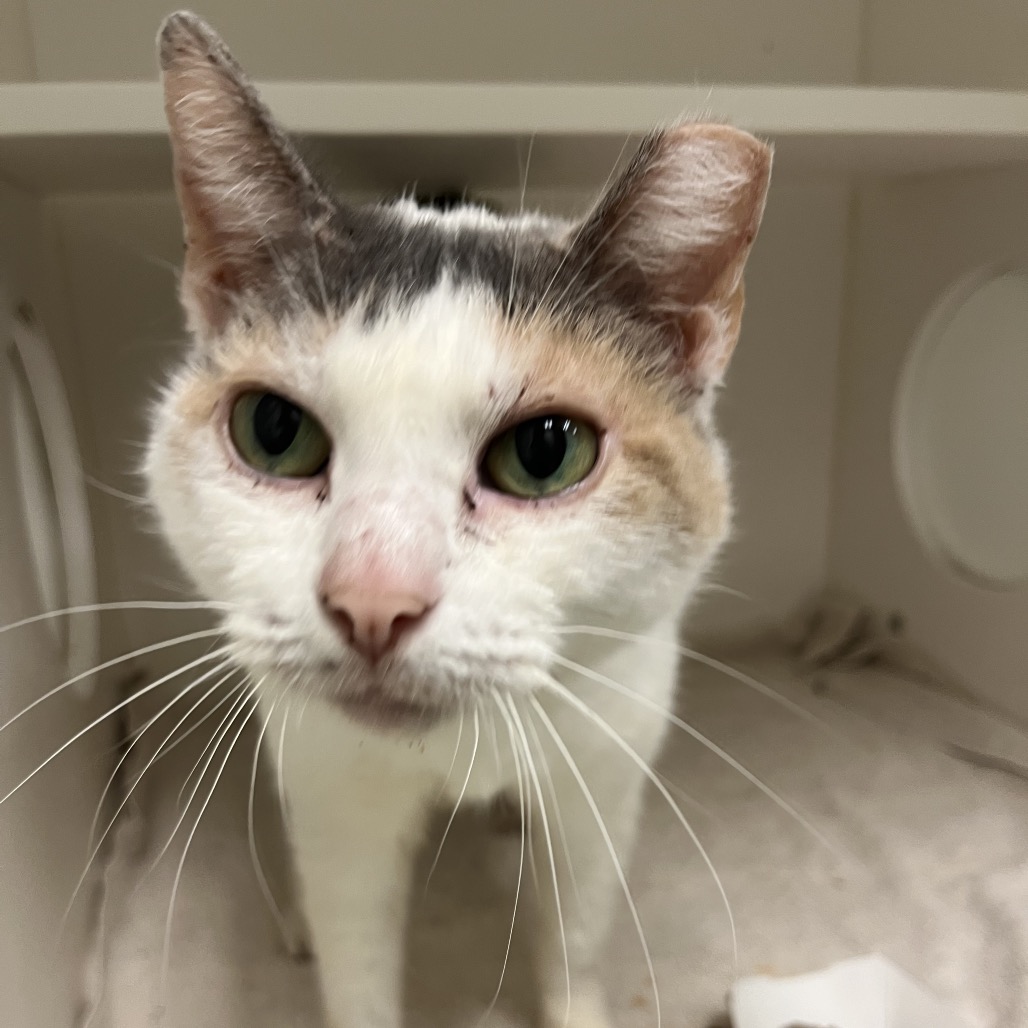 Shelter Stray Female Cat last seen , Animal Care & Control Team of Philly, 111 W Hunting Park Ave, Philadelphia, PA 19140, USA