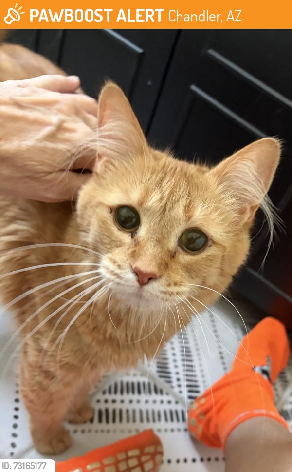 Found/Stray Unknown Cat last seen Washington Street and Detroit Street, Chandler, AZ 85225