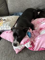 Lost Female Dog last seen Vacek point and Vacek rd (Janda), Richmond, TX 77469