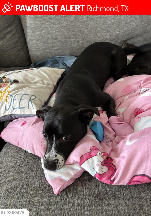 Lost Female Dog last seen Vacek point and Vacek rd (Janda), Richmond, TX 77469