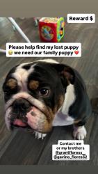 Lost Male Dog last seen Thermal, California, Thermal, CA 92274