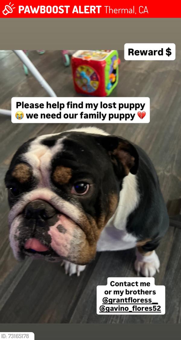 Lost Male Dog last seen Thermal, California, Thermal, CA 92274