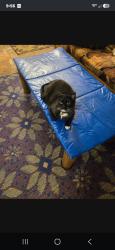 Lost Female Cat last seen Near snowbird Dr, Albuquerque, NM, Albuquerque, NM 87114