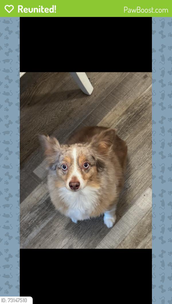 Reunited Female Dog last seen Near N Milner St, Tulare, CA 93274
