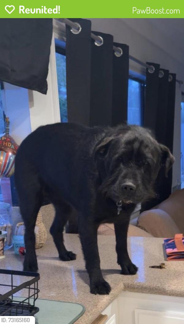 Reunited Female Dog last seen Near Springwood Ln, Encinitas, CA 92024, USA, Encinitas, CA 92024
