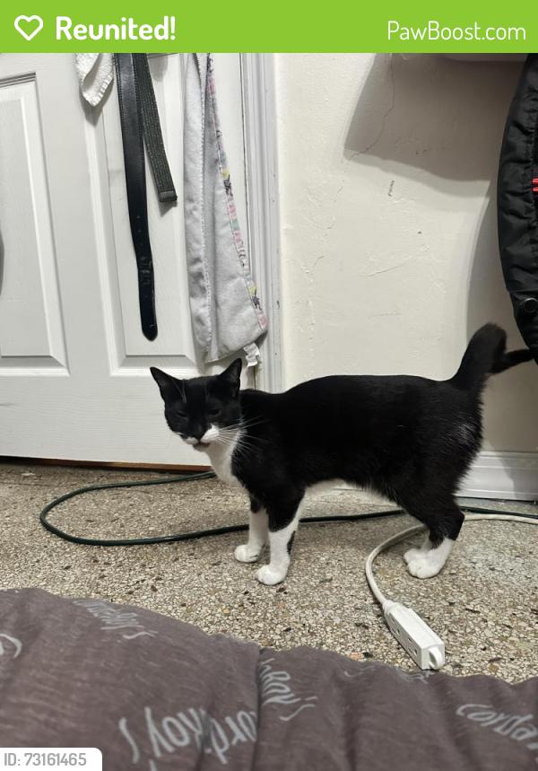 Reunited Female Cat last seen 56th and Andrews, she would have snuck out of my back door and I live on 55th street., Fort Lauderdale, FL 33309