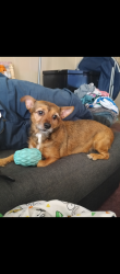 Lost Male Dog last seen Sahara and Palm Street, Las Vegas, NV 89104