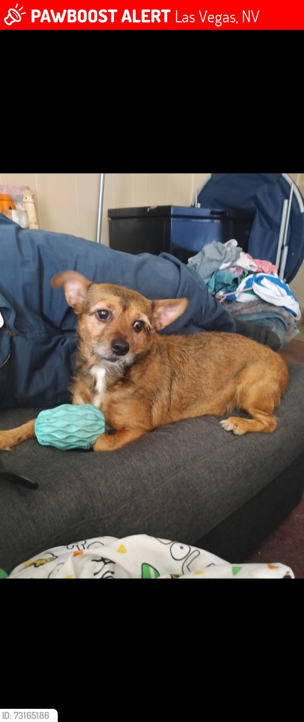 Lost Male Dog last seen Sahara and Palm Street, Las Vegas, NV 89104