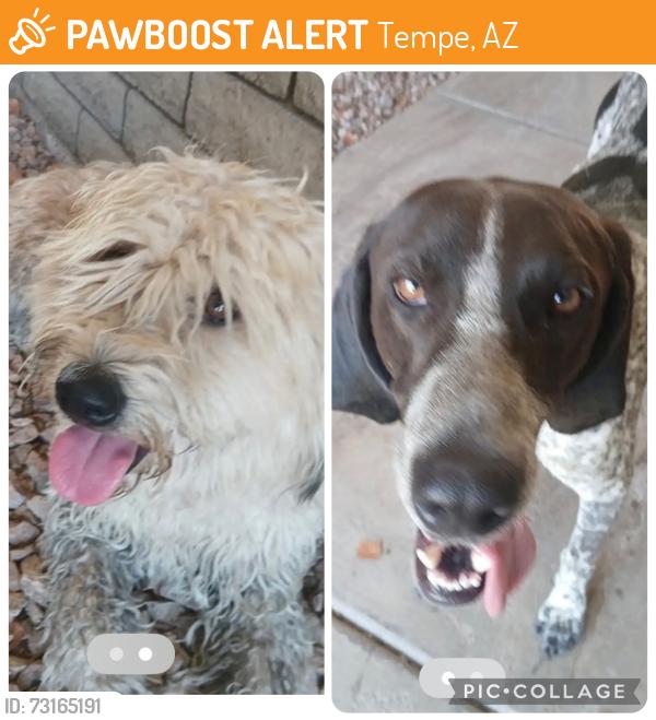 Found/Stray Unknown Dog last seen Mill and Broadway, Tempe, AZ 85282